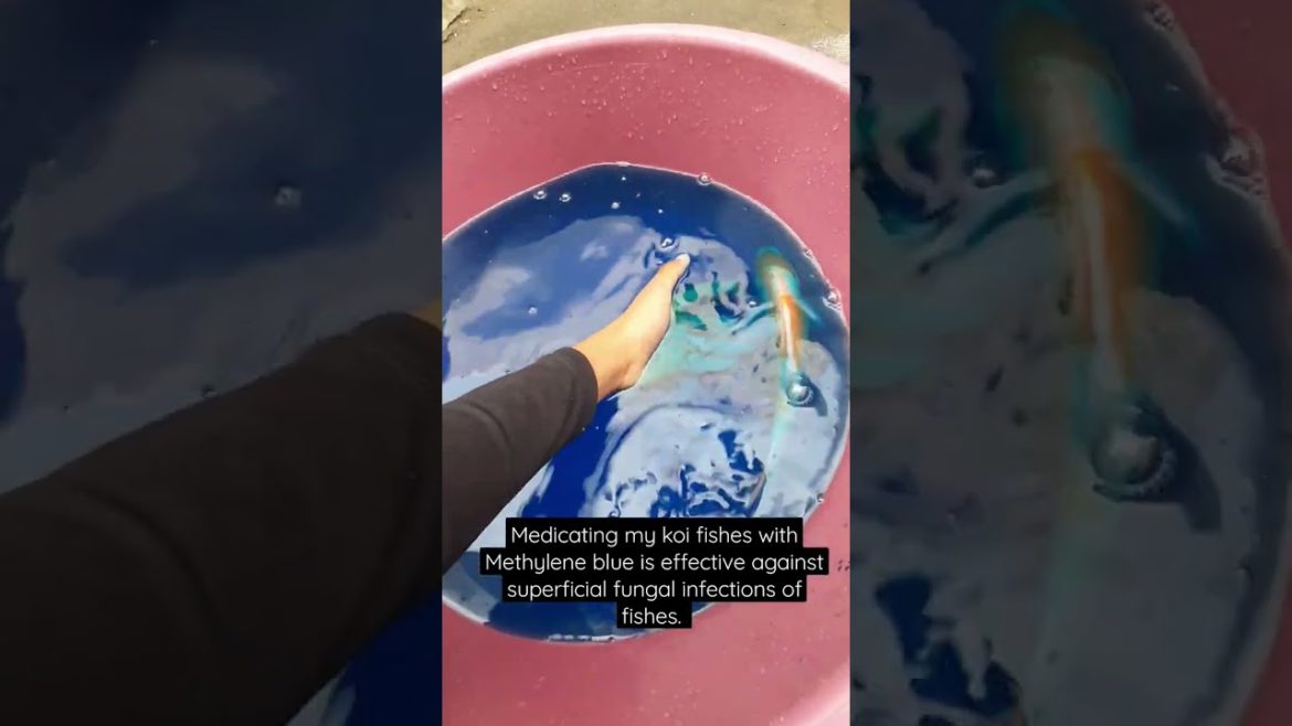medicine for fishes #youtubeshorts #fish #adorable #animal #fishkeeping #koifish #medicine #video medicine for fishes #youtubeshorts #fish #adorable #animal #fishkeeping #koifish #medicine #video