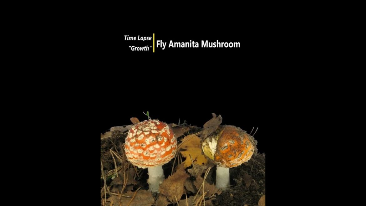 Fly Amanita Mushroom in 4K - Time-Lapse