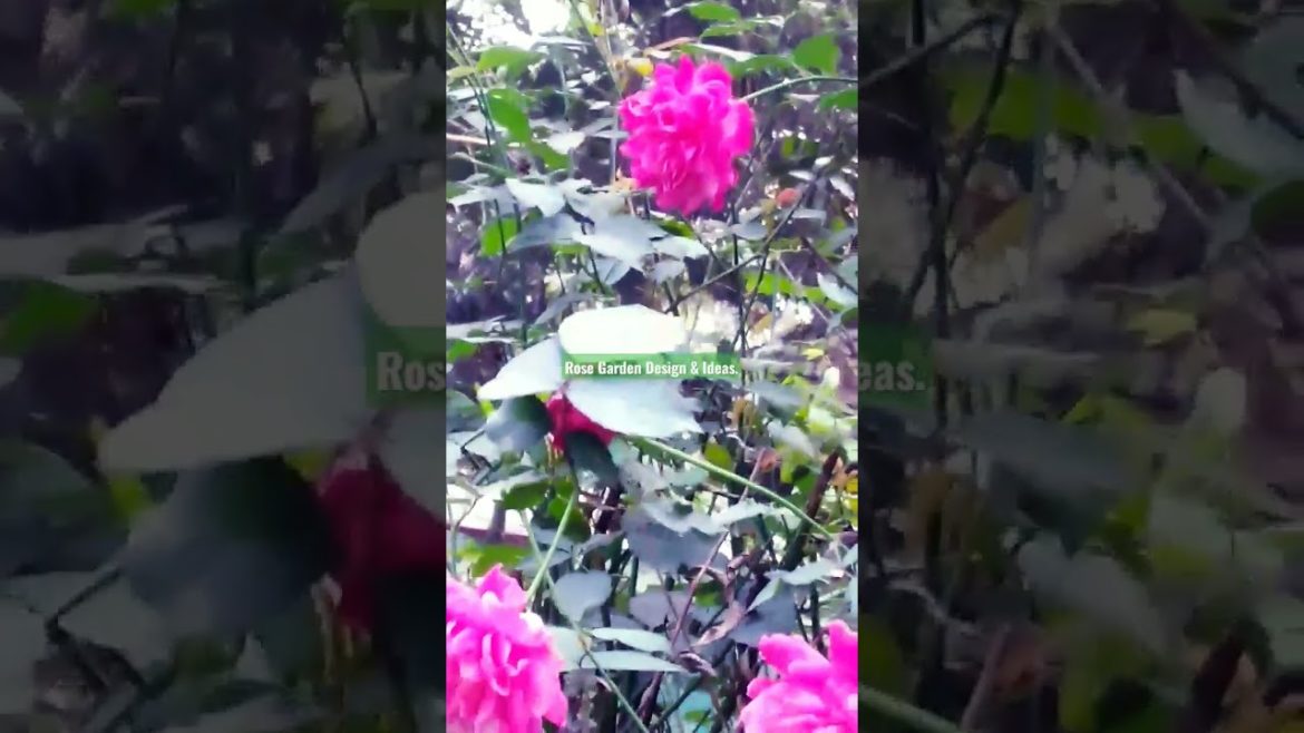 Rose Gardening Design & Ideas. Rose garden terrace. #viralvideo #viral #gardening #flowers #rose Rose Gardening Design & Ideas. Rose garden terrace. #viralvideo #viral #gardening #flowers #rose