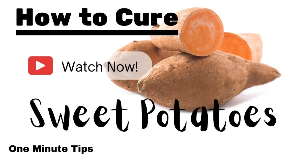 One Minute Tips Garden – How to Cure Sweet Potatoes! One Minute Tips Garden - How to Cure Sweet Potatoes!