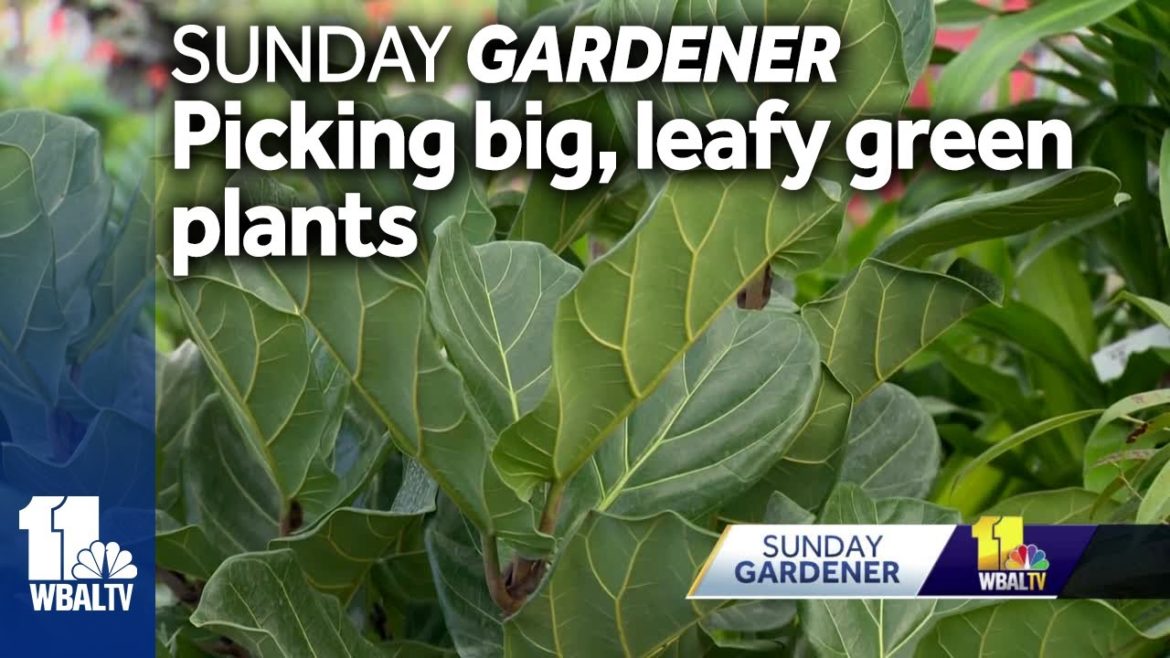 Sunday Gardener: Adding greenery in the winter