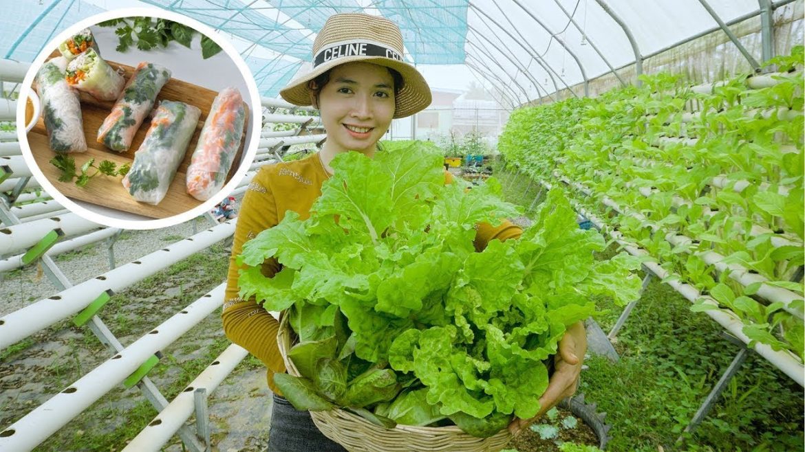 No need for a garden Tips to grow napa cabbage grow as fast as blow