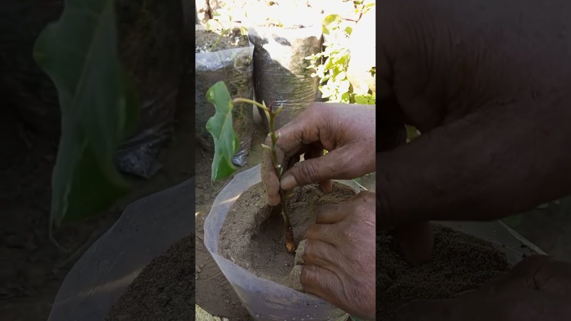 Ficus religiosa bonsai #shorts #youtubeshorts #gardening Ficus religiosa bonsai #shorts #youtubeshorts #gardening