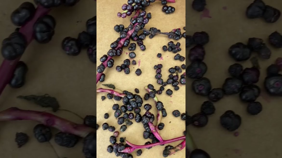 2 Tips for saving seeds #shorts