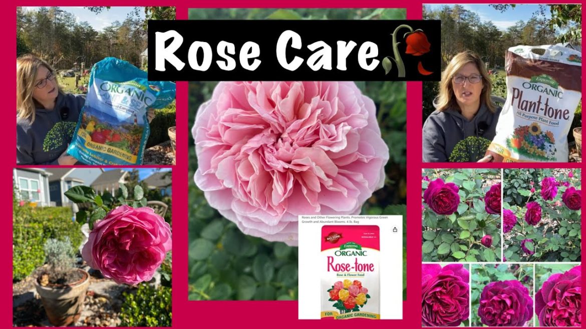 HOW I KEEP MY ROSES HEALTHY AND VIGOR/ TIPS FOR BEGINNERS/ROSE CARE/CARING FOR DAVID AUSTIN ROSES HOW I KEEP MY ROSES HEALTHY AND VIGOR/ TIPS FOR BEGINNERS/ROSE CARE/CARING FOR DAVID AUSTIN ROSES