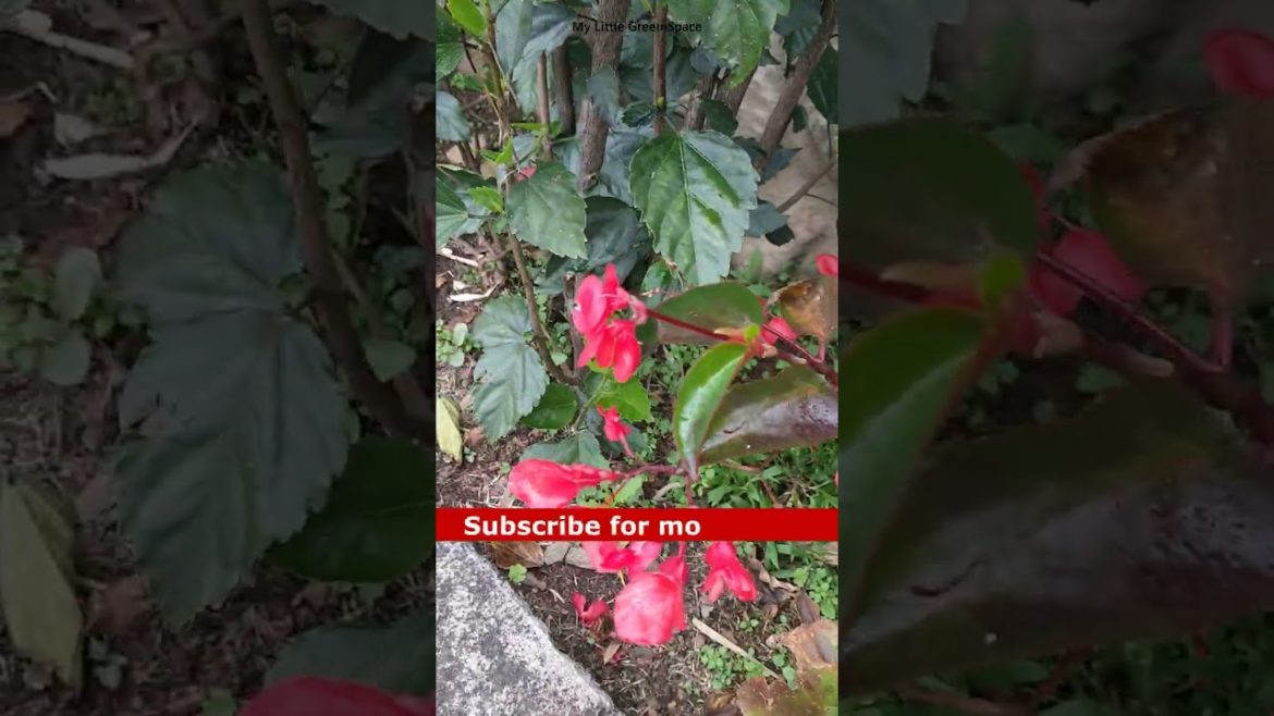 Red beauty | #shorts Red beauty | #shorts