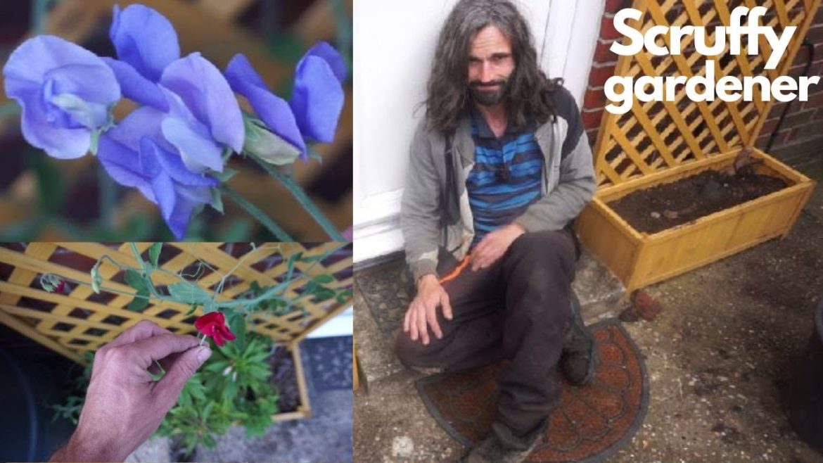 How to grow sweet peas | Allotment garden flowers