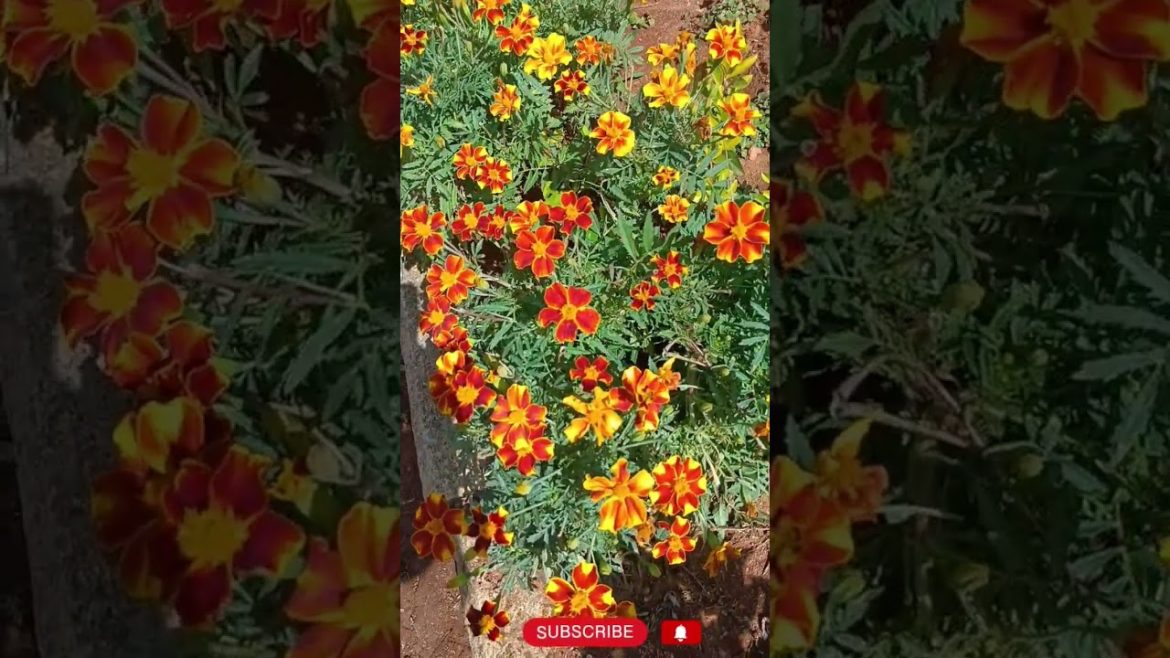 Paprika Signet Marigold Flower Tagetes tenuifolia | #garden #gardening Paprika Signet Marigold Flower Tagetes tenuifolia | #garden #gardening