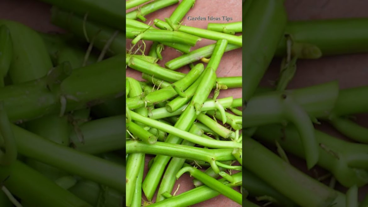 Techniques Growing Water Spinach in Plastic Boxes #shortsvideo