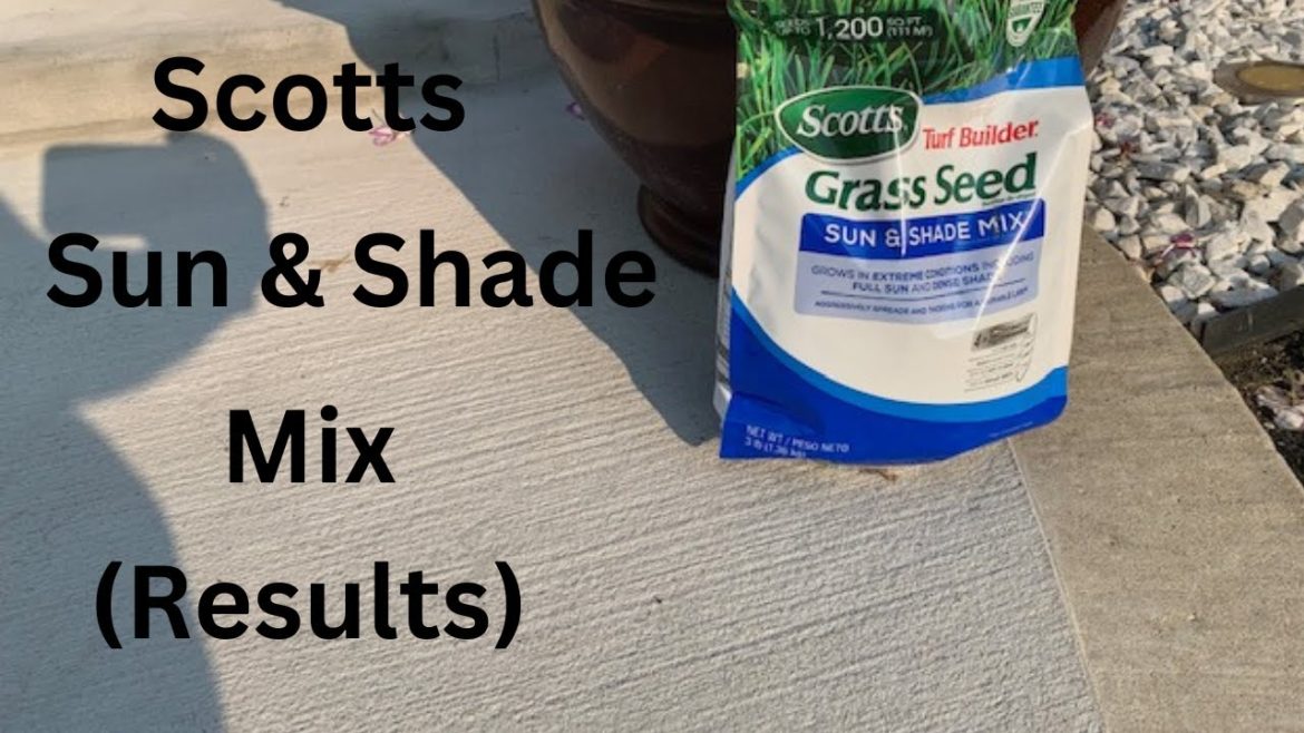 Overseed with Scotts Sun & Shade Mix (Results) (Whitley & Chill Season 3, Episode 11)