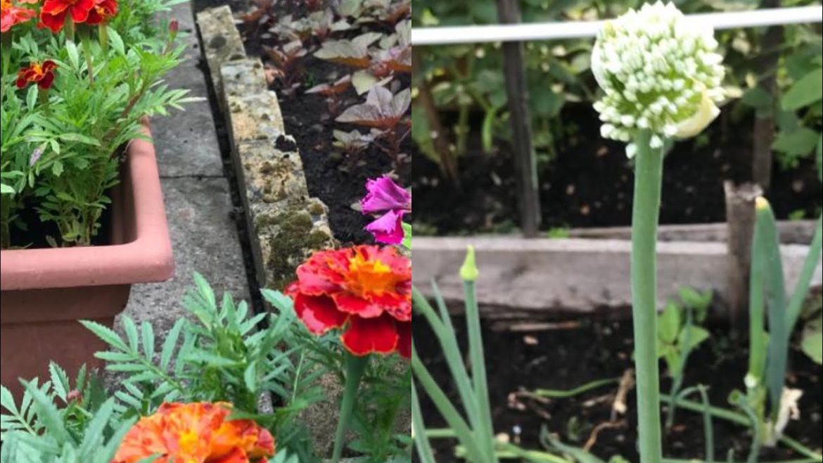 Vegetable Gardening Week 6 || Shokher Bagan