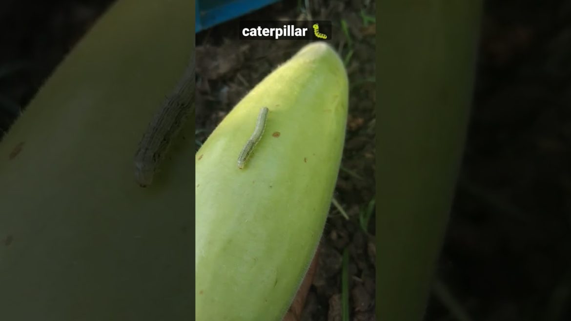 caterpillar 🐛#shorts#viral#caterpillar#trending#viralvideo#viralshorts#short#farmer#desi#virals#like caterpillar 🐛#shorts#viral#caterpillar#trending#viralvideo#viralshorts#short#farmer#desi#virals#like