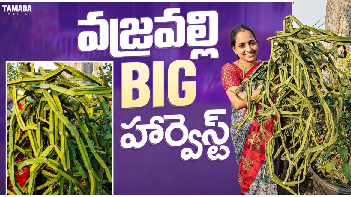 Vajravalli plant uses, tips & Harvest |వజ్రవల్లి plant uses, tips & హార్వెస్ట్ || TELUGU GARDEN VLOG Vajravalli plant uses, tips & Harvest |వజ్రవల్లి plant uses, tips & హార్వెస్ట్ || TELUGU GARDEN VLOG