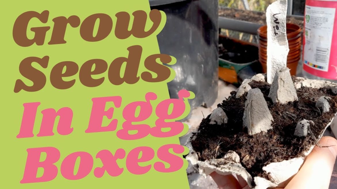 Grow Tomatoes Seeds in Egg Boxes – Gardening ideas – vegetable gardening Grow Tomatoes Seeds in Egg Boxes - Gardening ideas - vegetable gardening
