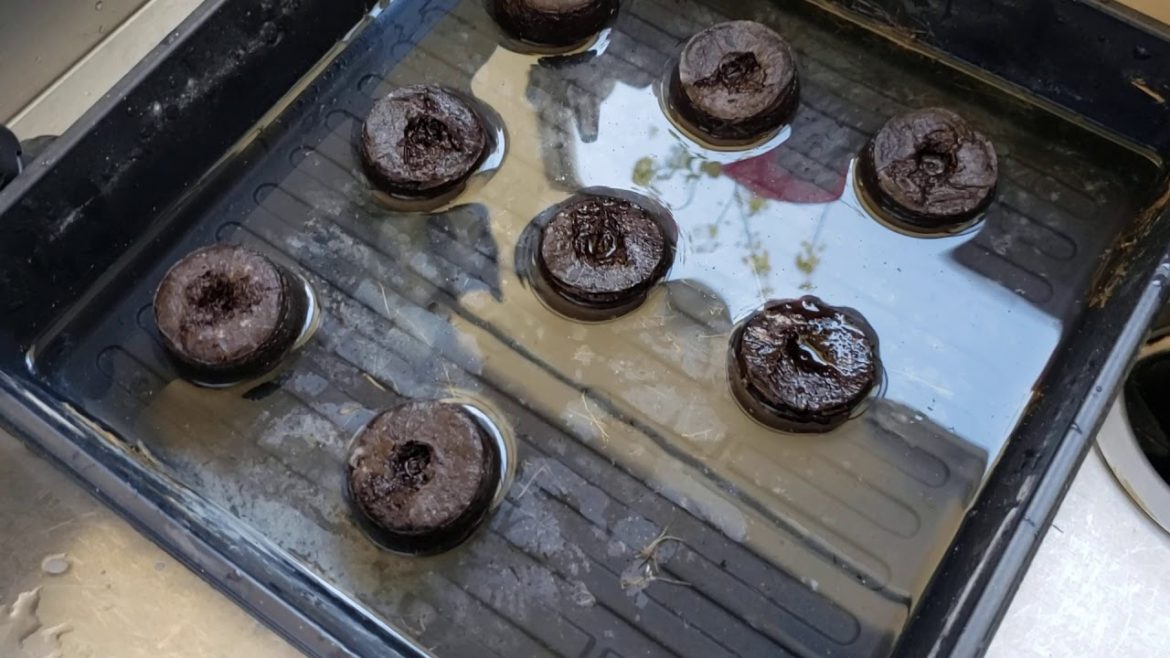 Do not throw your old CD case!!! 😄👍 use it in vegetable gardening. How long do seeds stay viable?