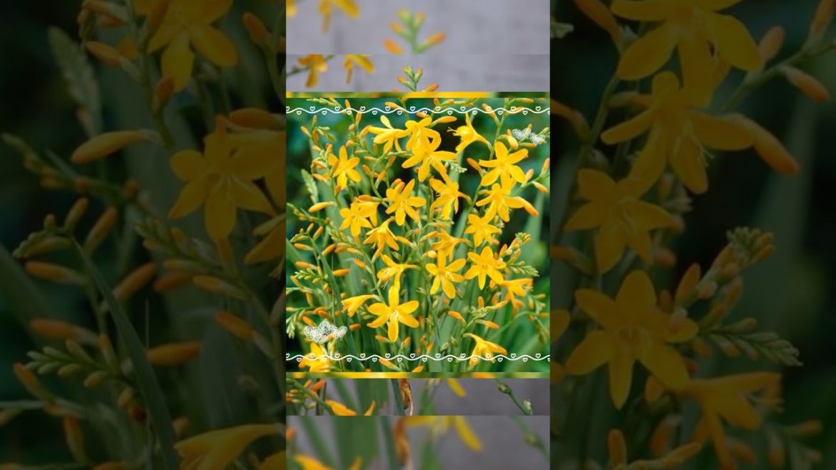 Crocosmia flowers look so cute #shorts #ytshorts