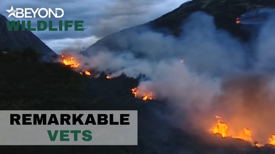 A Forest Fire Causes Scare For Local Animals | Remarkable Vets | S2E08 | Beyond Wildlife A Forest Fire Causes Scare For Local Animals | Remarkable Vets | S2E08 | Beyond Wildlife