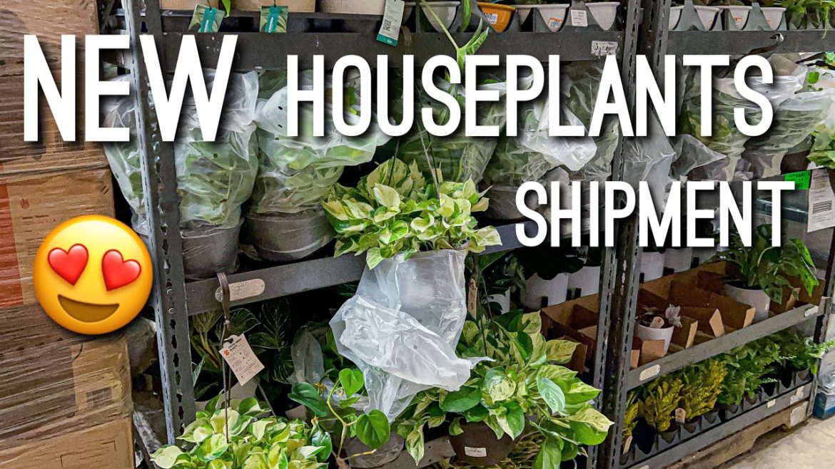 I cant believe I found it! Manjula, New Costa Farm Plant, Perus, & More Plant Shopping at Home Depot