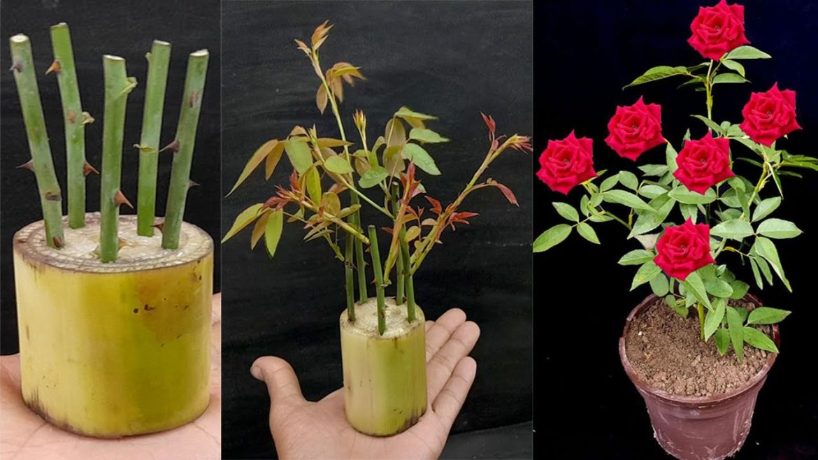 How to grow Rose plant from cutting in Banana Tree Trunk
