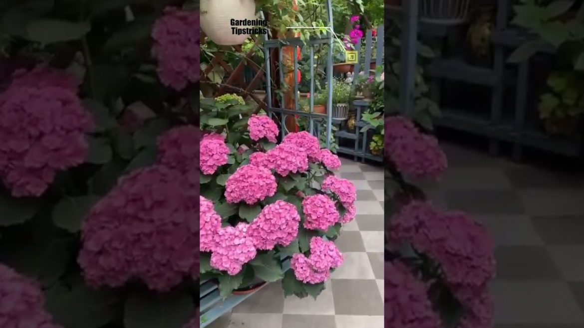 landscaping ideas for gardening