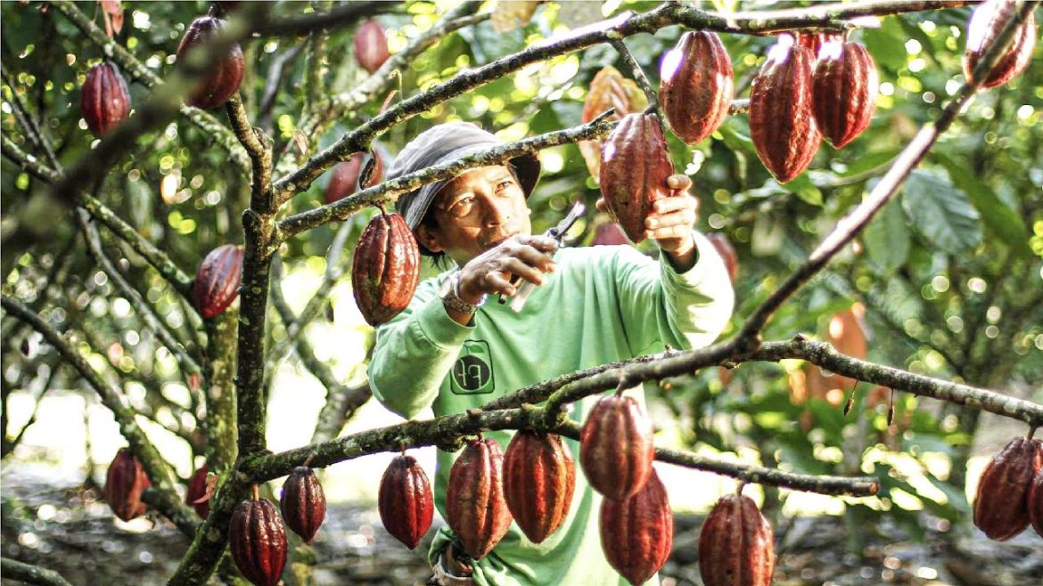 How Cocoa Fruit Harvesting and Making Millions of KitKat in Japanese Factory – Cocoa Processing How Cocoa Fruit Harvesting and Making Millions of KitKat in Japanese Factory - Cocoa Processing