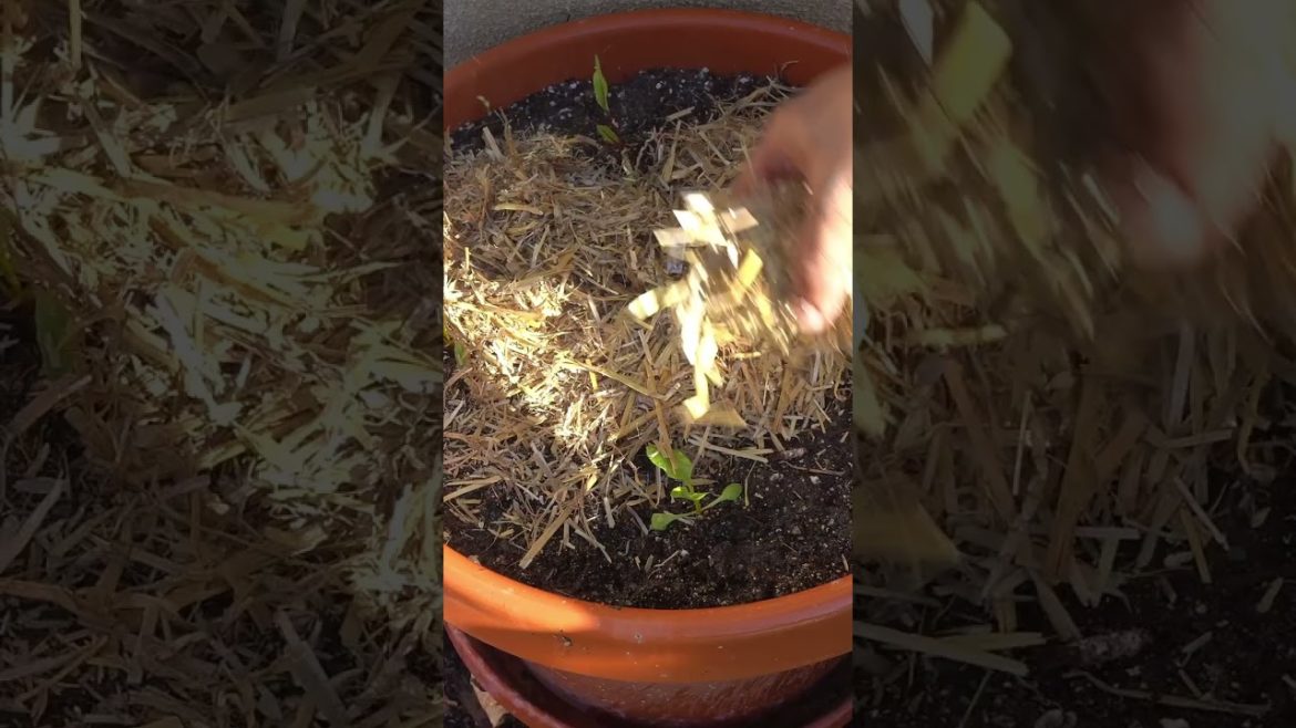 Straw Mulch : Vegetable Gardening #shorts