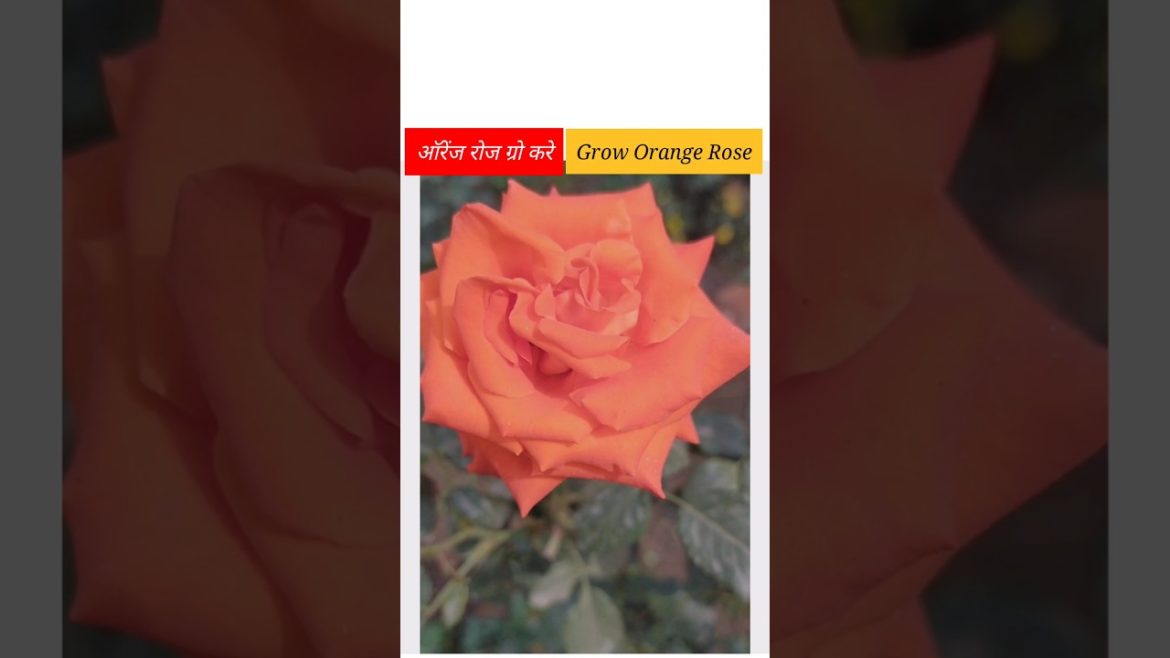 #shorts#gardeningtips & home gardening#garden ideas care & grow garden rose at kitchen garden #shorts#gardeningtips & home gardening#garden ideas care & grow garden rose at kitchen garden