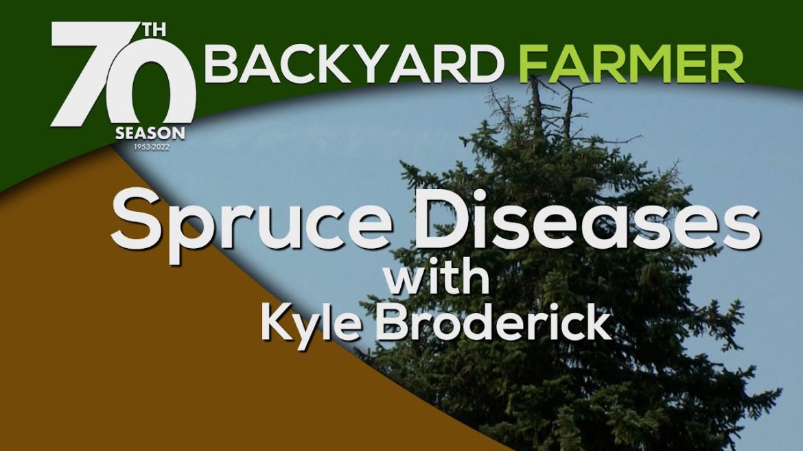 Spruce Diseases