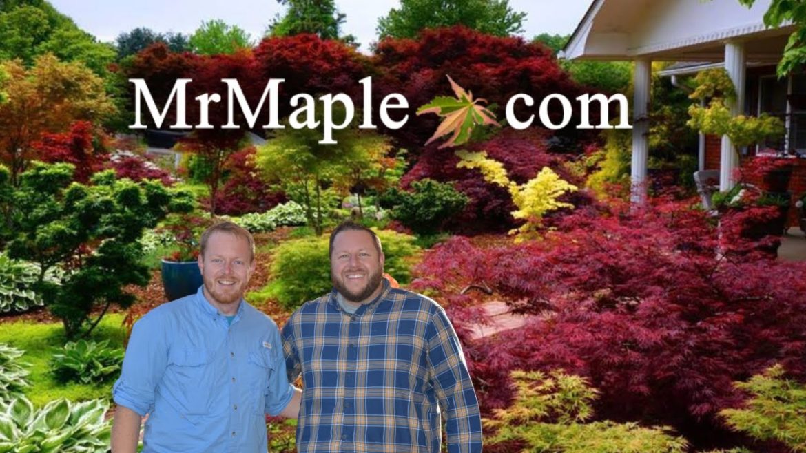 What is MrMaple About? Japanese Maple Mail Order Nursery
