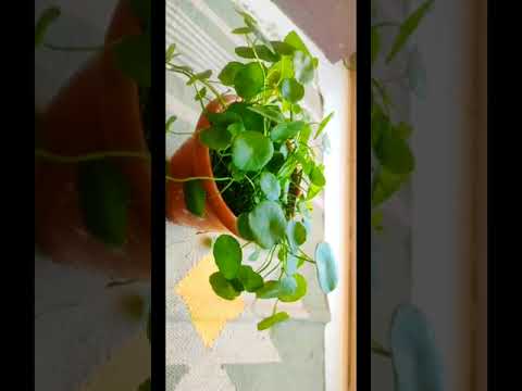 How to Gardener: Tips for A Successful Garden How to Gardener: Tips for A Successful Garden
