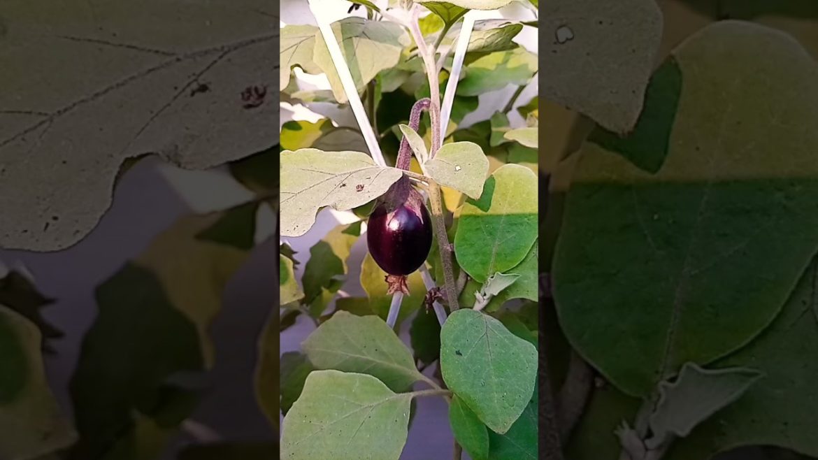 Brinjal plant in my kitchen garden #shorts #agriculture #terracegarden #vegetable #villagefarming