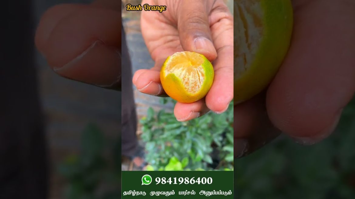 Tips To Grow Bush Oranges From Your Terrace Garden. #orange #exotic #fruits Tips To Grow Bush Oranges From Your Terrace Garden. #orange #exotic #fruits