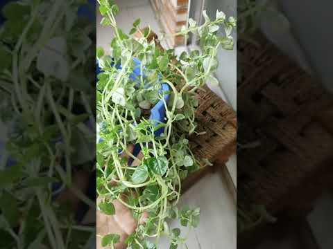 How to Gardener: Tips for A Successful Garden How to Gardener: Tips for A Successful Garden