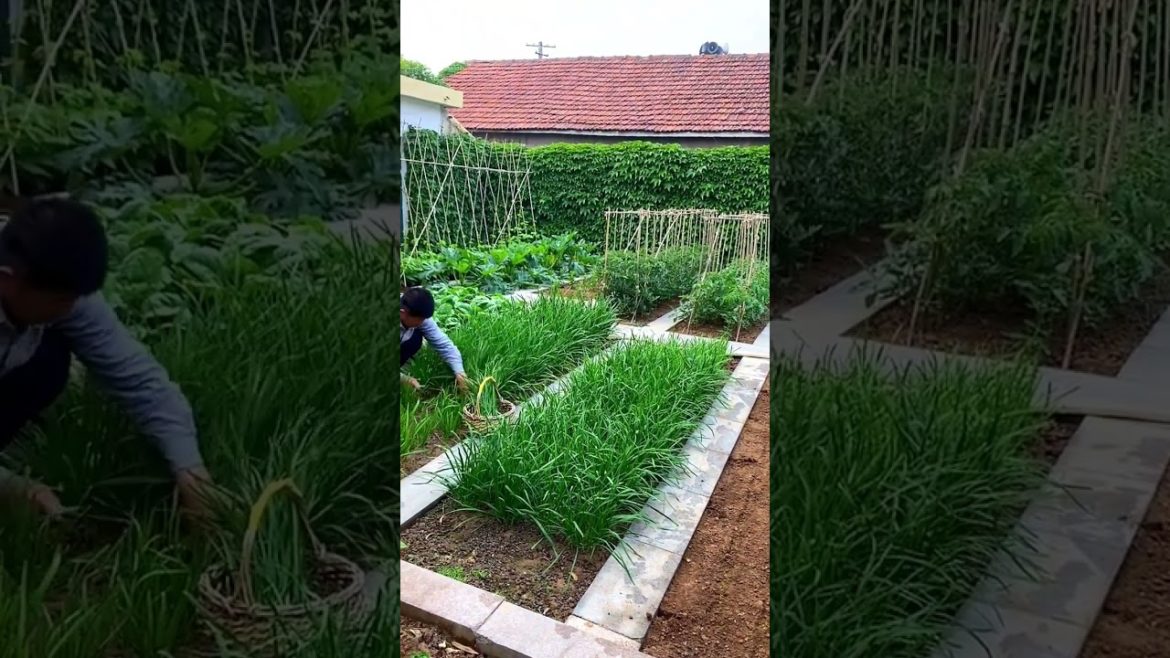 how to growing vegetable #natural #satisfying