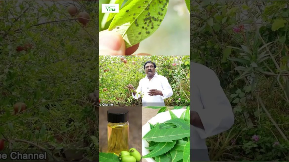 செடிகளில் பூச்சி பிடிக்காமல் இருக்கணுமா ? | Anitha Pushpavanam Kuppusamy Terrace Garden Tips செடிகளில் பூச்சி பிடிக்காமல் இருக்கணுமா ? | Anitha Pushpavanam Kuppusamy Terrace Garden Tips