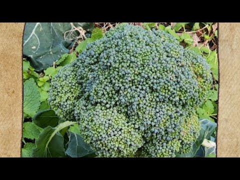 ARCTIC BLAST 2022 🥶 – Did My Broccoli Survive the Cold Temperatures? 👀 #shorts ARCTIC BLAST 2022 🥶 - Did My Broccoli Survive the Cold Temperatures? 👀 #shorts