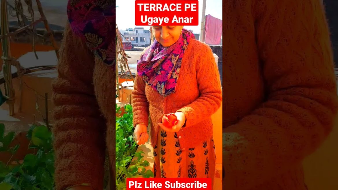 My first vlog || my terrace garden || rooftop garden || #ytshorts #short #shorts #trending My first vlog || my terrace garden || rooftop garden || #ytshorts #short #shorts #trending