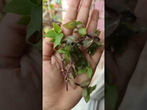 How to Gardener: Tips for A Successful Garden How to Gardener: Tips for A Successful Garden