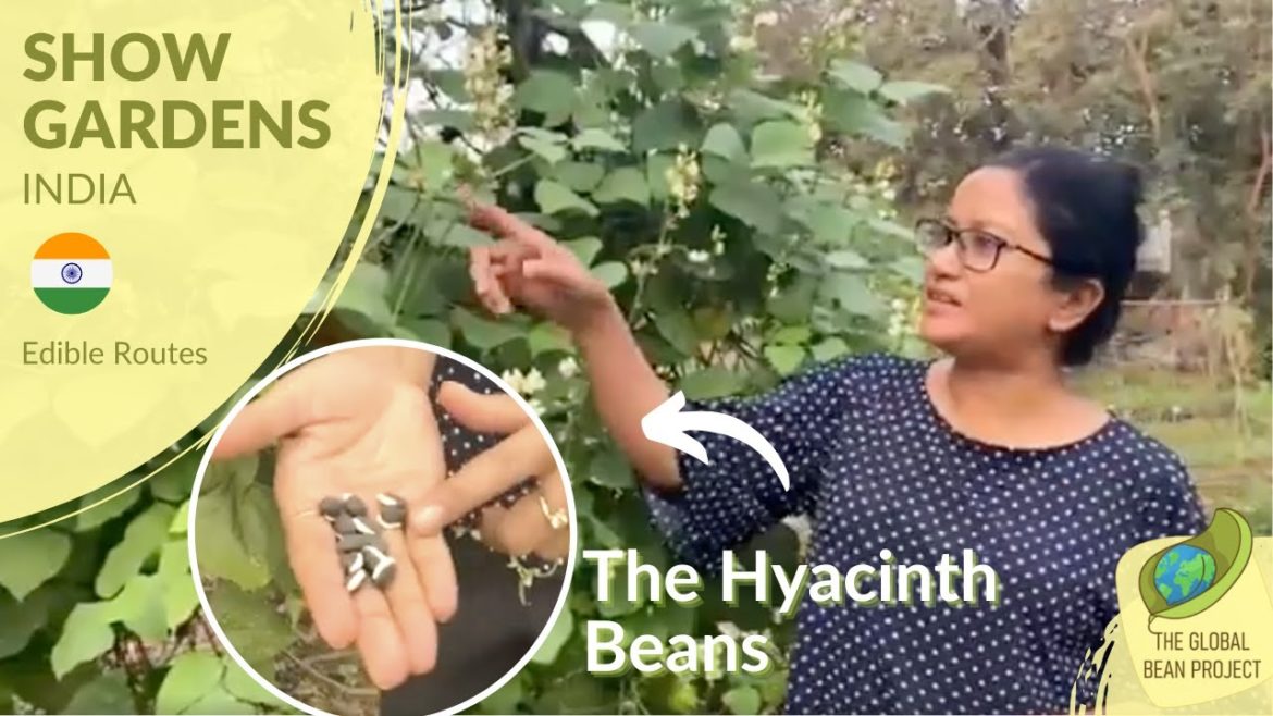 The Hyacinth Beans - Edible Routes 🇮🇳 #2 | Global Bean Show gardens