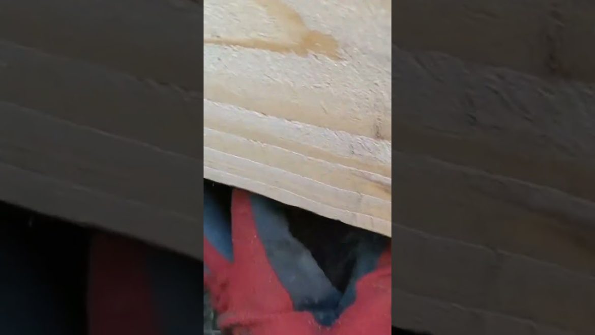 First Potato Harvest 🥔 will my potato planter work? #potato #friday #fridaynightdinner #fridaydinn First Potato Harvest 🥔 will my potato planter work? #potato #friday #fridaynightdinner #fridaydinn