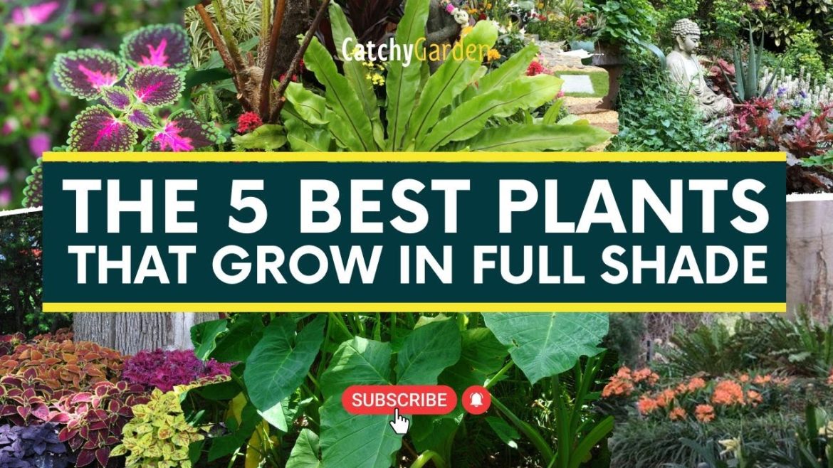 The 5 Best Plants That Grow In Full Shade 🍃🌲🌷 // Gardening Tips The 5 Best Plants That Grow In Full Shade 🍃🌲🌷 // Gardening Tips