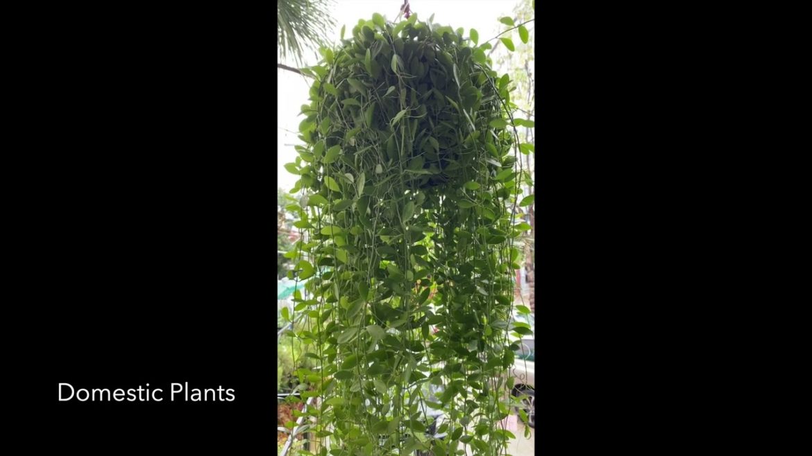 The longest dischidia plant in hanging of each pots The longest dischidia plant in hanging of each pots