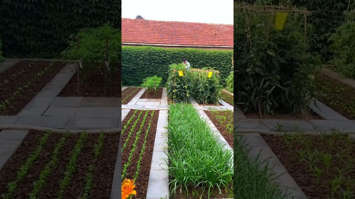 how to growing vegetable #natural #satisfying