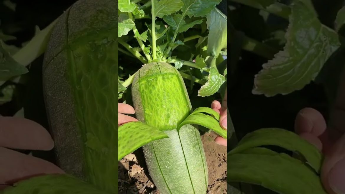 Satisfying green carrot farm view #shorts