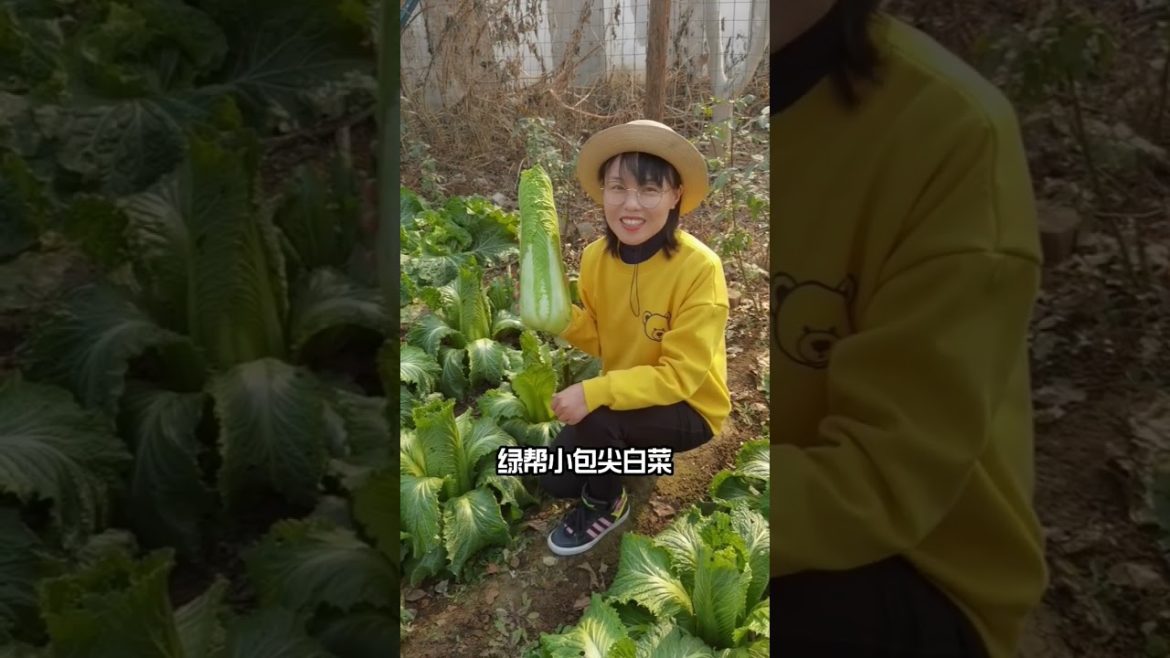 Method of growing vegetable /Garden Growing Lettuce Without Watering