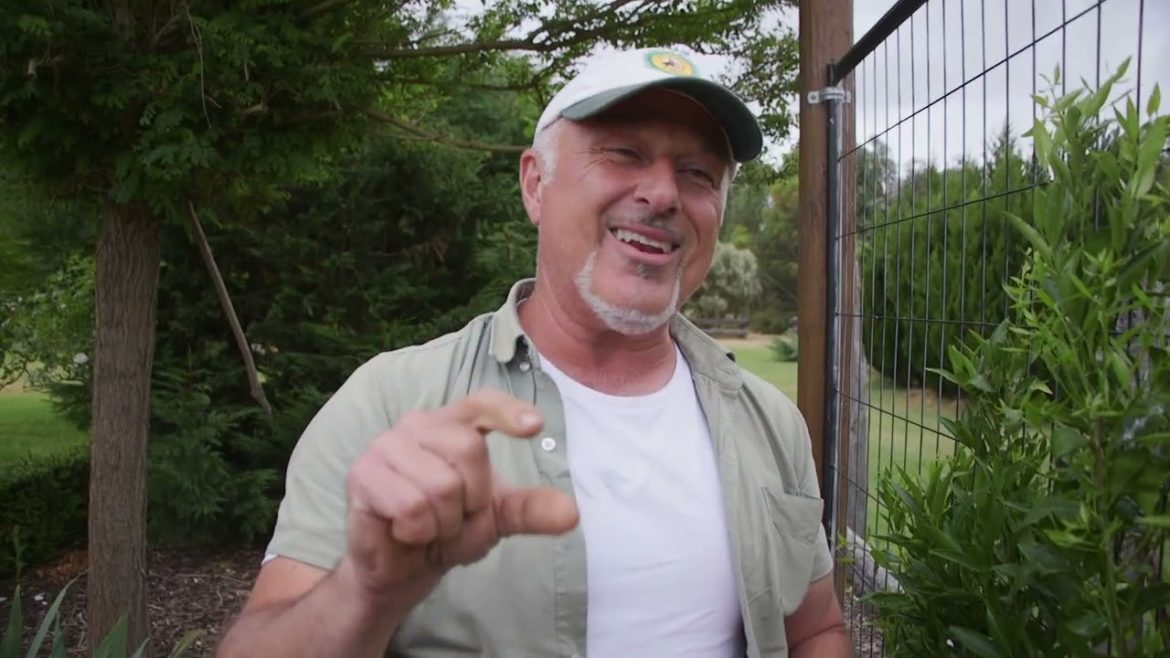 Summer Tips On Maintaining Citrus Trees