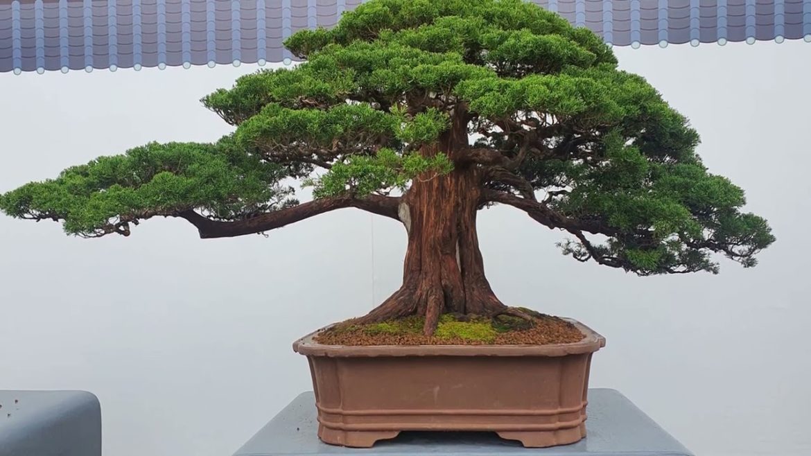 After watching their bonsai, I want to fix my bonsai part 16 After watching their bonsai, I want to fix my bonsai part 16