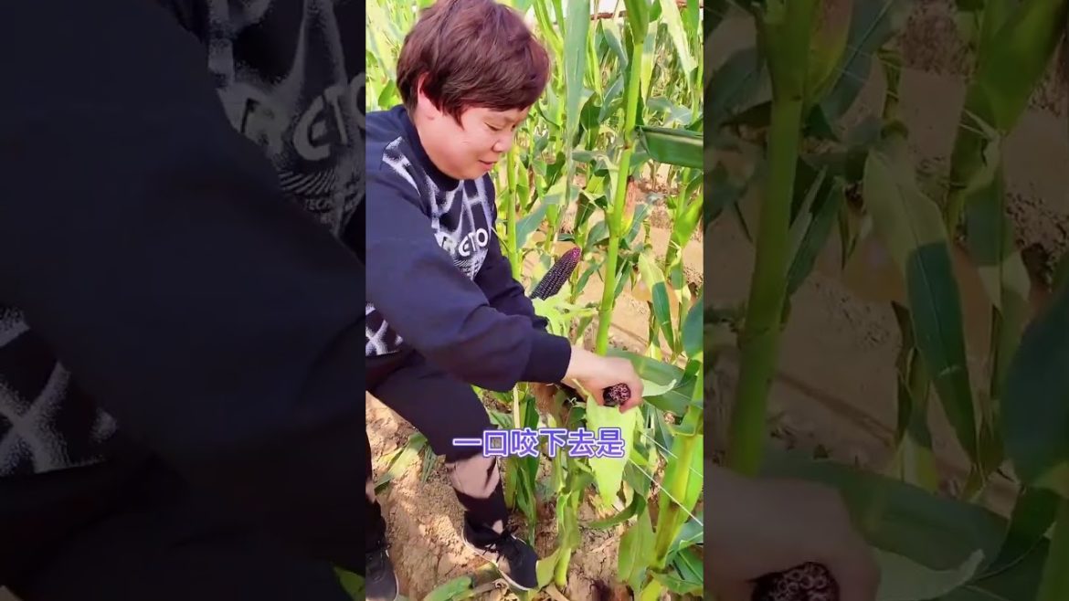 Method of growing vegetable /Garden Growing Lettuce Without Watering