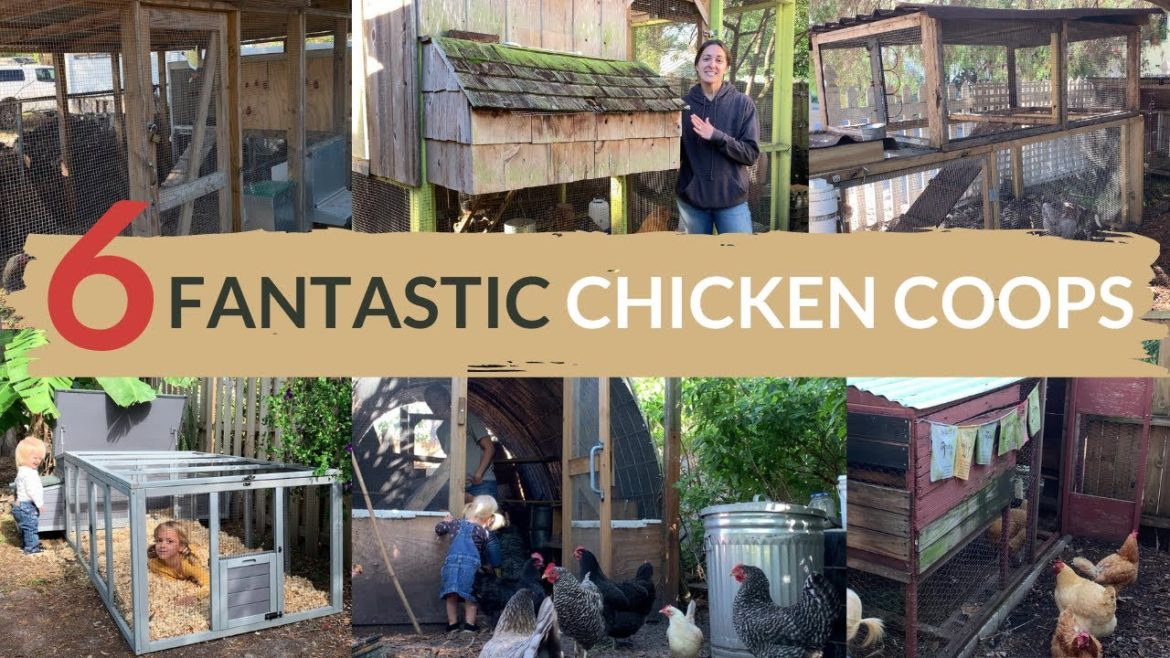 BEST Chicken Coop for ANY Budget + Tips for Designing a Chicken Coop