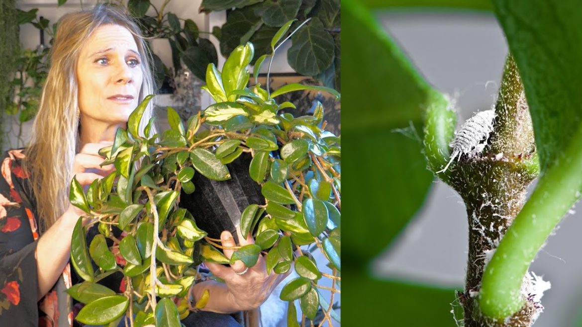 Get Rid of Mealybugs in 5 Easy Steps!